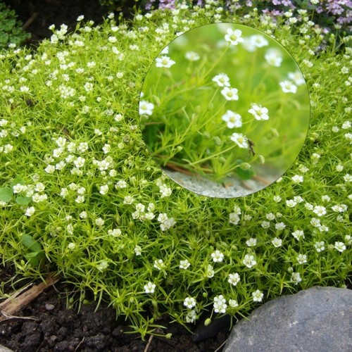 Sagina revelierei 'Sagina Irish Moss' - Nõeljas kesakann 'Sagina Irish Moss' P9/0,55L